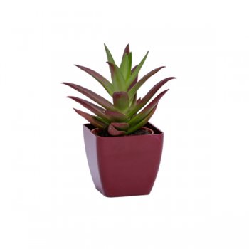 CACHEPOT ACRÍLICO . SUCULENTA Pote 6 (6cm x 6cm) 1 Peça BORGONHA